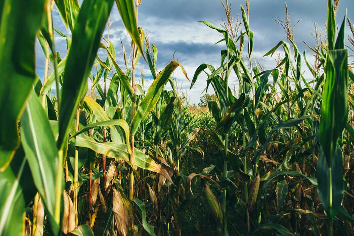 Dense cornfield under a cloudy sky, evoking scenes where people who deal with dead bodies uncovered weird and terrifying details.