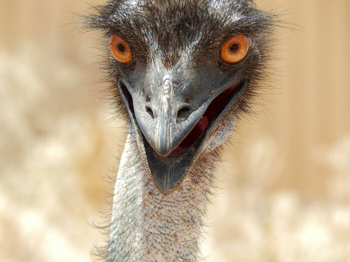 Close-up of an emu with bright orange eyes and open beak illustrating crazy but real historical events.