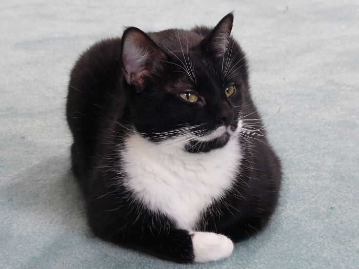 These 40 Sneaky Pets Knew Exactly What They Were Doing, And It’s Equal Parts Genius And Evil