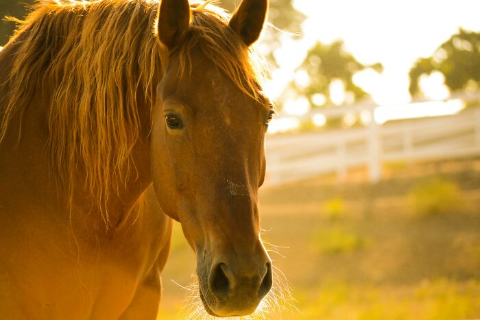 Close-up of a brown horse outdoors at sunset, illustrating rare phobias related to animals and nature. - 37
