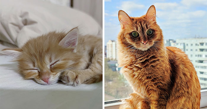 “Cat Grows”: This Group Shares Heartwarming “Then And Now” Photos Of Kittens Turning Into Cats (29 New Pics)