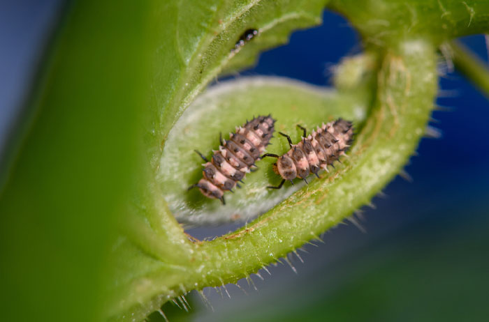 Two ladybug larvae on a green plant stem, showing the early stage of the tiny beetle's life cycle up close. - 2