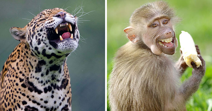 17 Times I Snapped A Photo Of Animals In Moments Too Funny To Be Planned