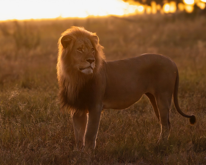 Legendary lion Blondie standing in tall grass at sunset, highlighting its majestic mane and powerful stance.