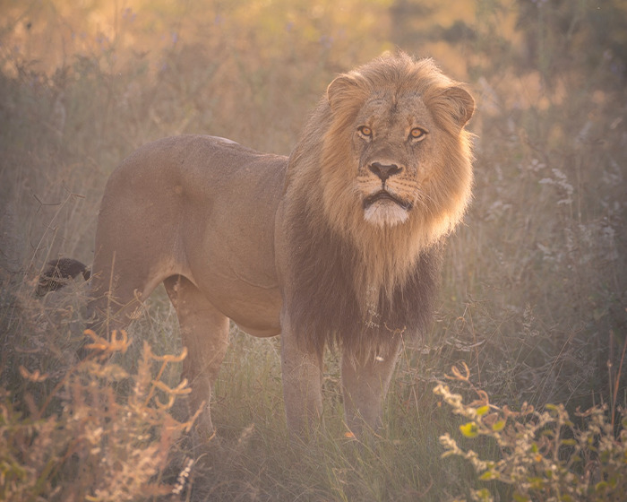 Legendary lion Blondie standing in tall grass, photographed in soft golden light, highlighting its majestic mane.
