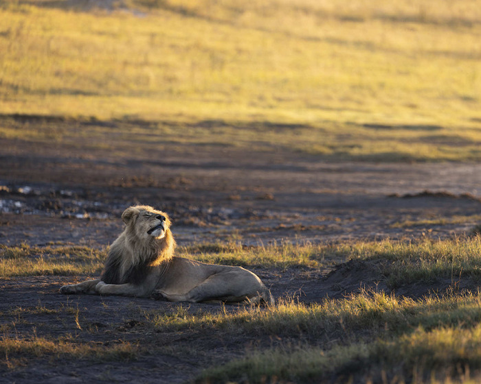 Legendary lion Blondie resting on grassland at sunset, highlighting the tragedy of trophy hunters targeting wild lions.