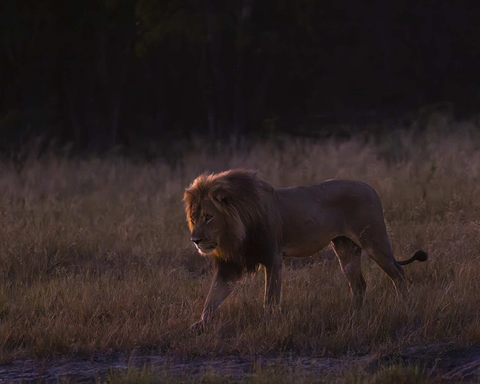Legendary lion Blondie walking through tall grass at dusk, highlighting the plight of trophy hunters targeting wildlife.