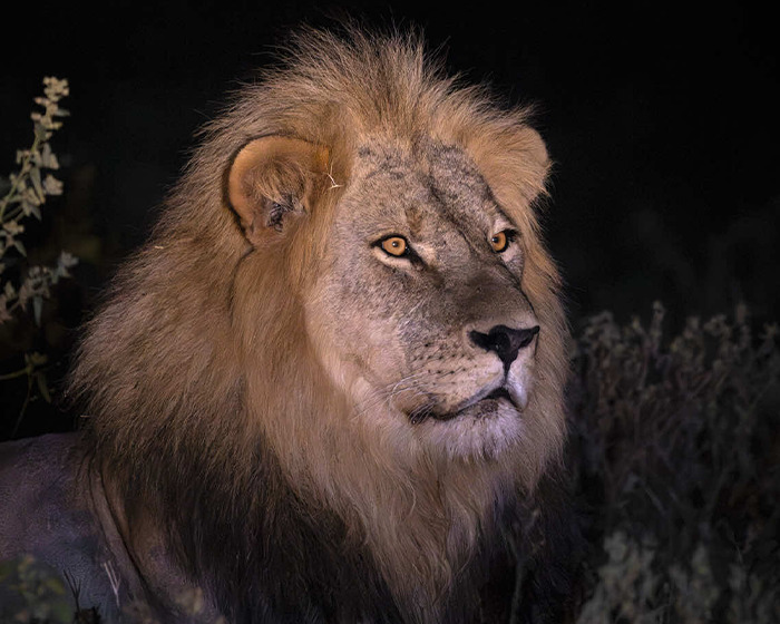 Close-up of legendary lion Blondie with a golden mane, resting in the park during nighttime.