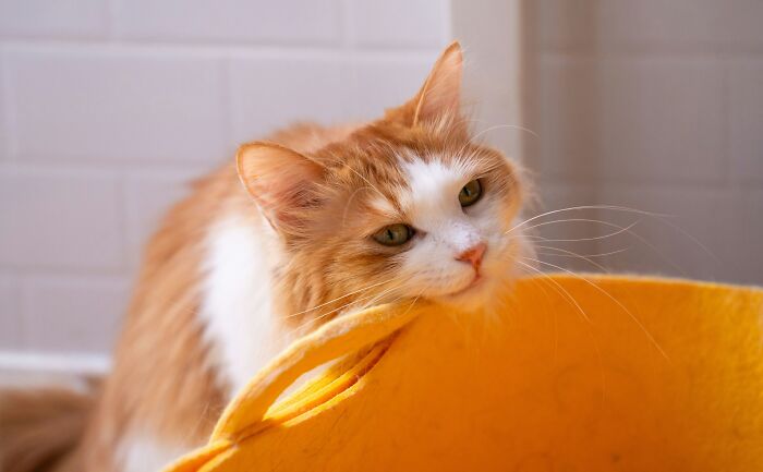 These 40 Sneaky Pets Knew Exactly What They Were Doing, And It’s Equal Parts Genius And Evil