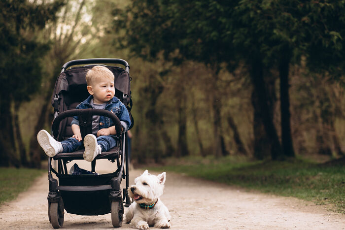 Toddler sitting in stroller on forest path with small white dog lying nearby, capturing truckers share craziest things seen. - 18
