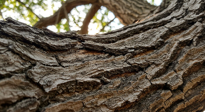 I Captured The Hidden Details Of Nature’s Smallest Gems