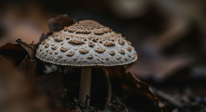 I Captured The Hidden Details Of Nature’s Smallest Gems