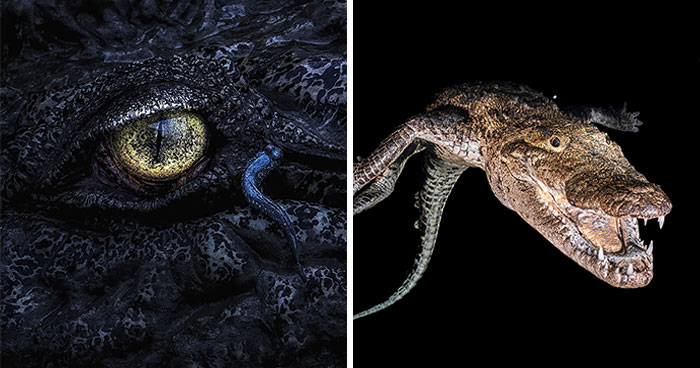 Spectacular Images Of The 2025 Mangrove Photography Awards (45 Pics)