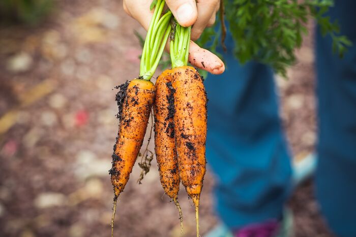 Hand holding three dirt-covered carrots, illustrating mysterious body quirks and unusual natural growth patterns.