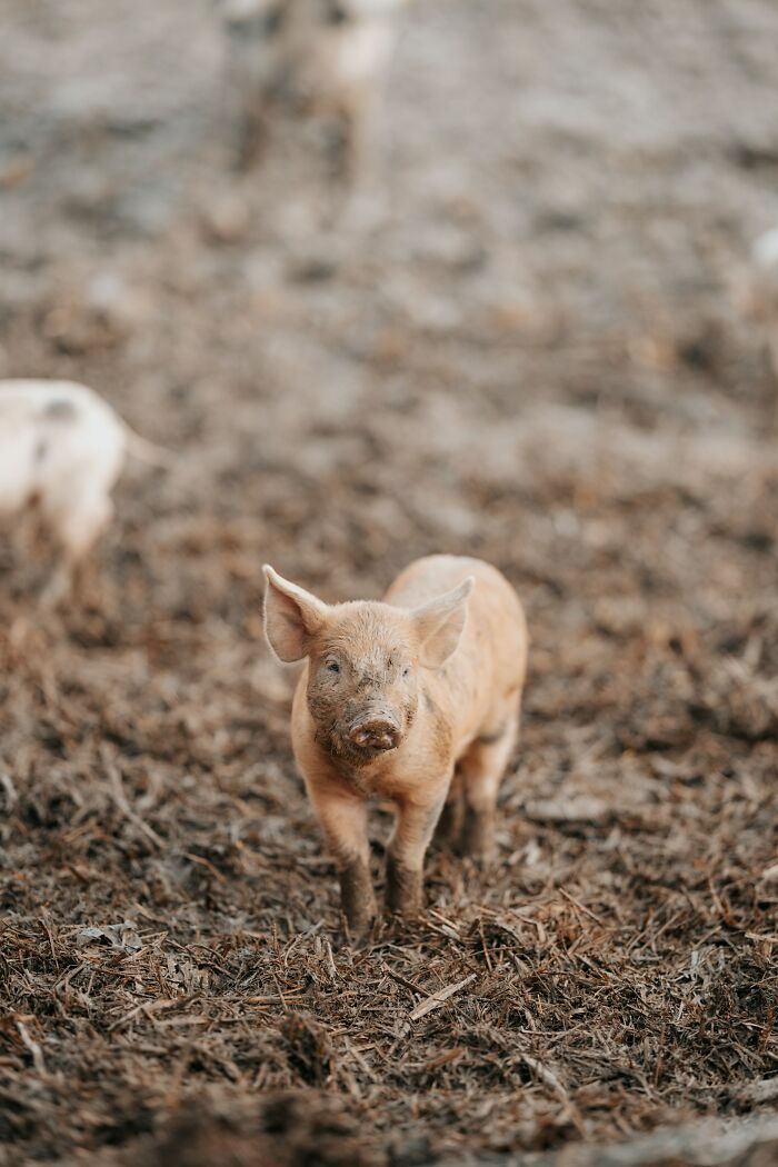 Young piglet covered in mud standing on a dirt ground, illustrating arrogant people moments and instant regret.
