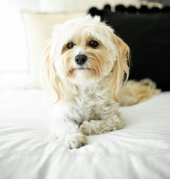 These 40 Sneaky Pets Knew Exactly What They Were Doing, And It’s Equal Parts Genius And Evil