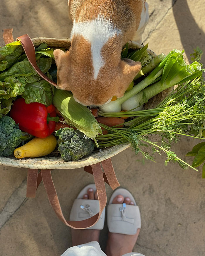 Dog sniffing fresh vegetables in a basket, highlighting Meghan Markle fruit-picking photo controversy and accusations online.