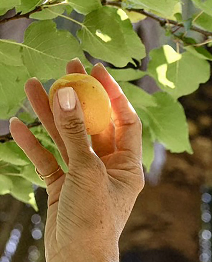 Hand holding a small fruit among green leaves, related to Meghan Markle fruit-picking photo controversy.