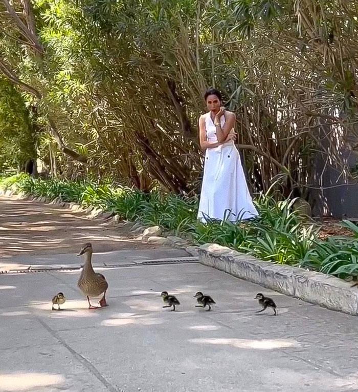 Meghan Markle standing near bushes watching a duck and ducklings crossing a sunlit paved path outdoors.