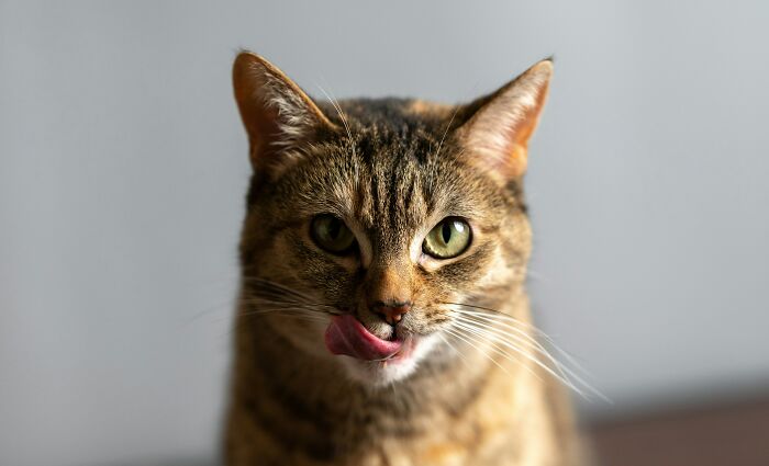 Close-up of a tabby cat licking its lips, symbolizing strange and terrifying details uncovered by people who deal with dead bodies.