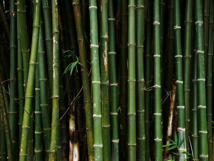 Close-up of green bamboo stalks symbolizing revenge by plaguing perpetrator's garden in domestic violence escape story.