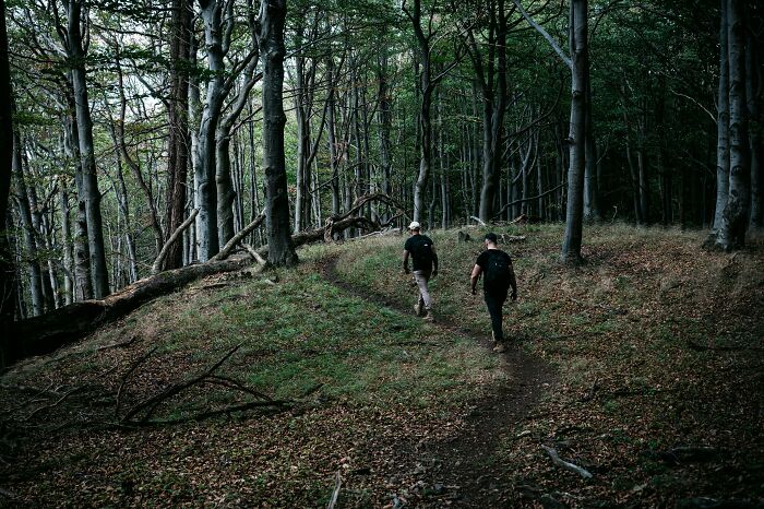 Two people walking on a forest trail surrounded by tall trees, evoking a sense of mystery and family lore.