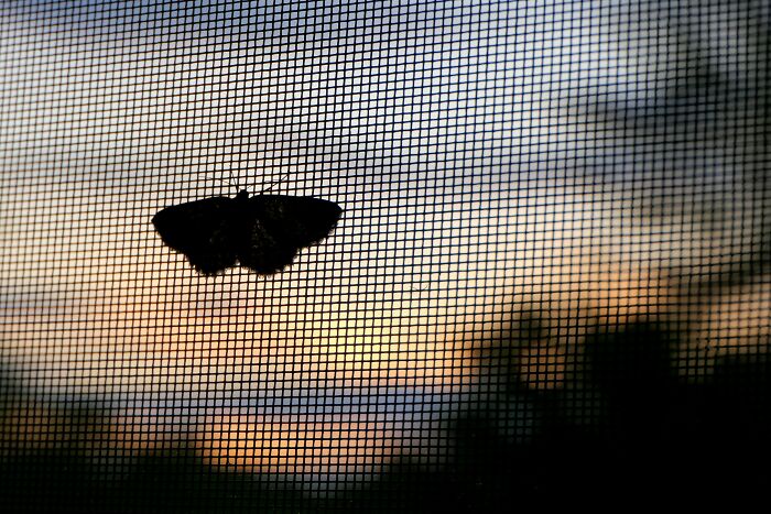 Butterfly resting on a window screen at sunset, illustrating things non-Americans do that make no sense to Americans. - 13