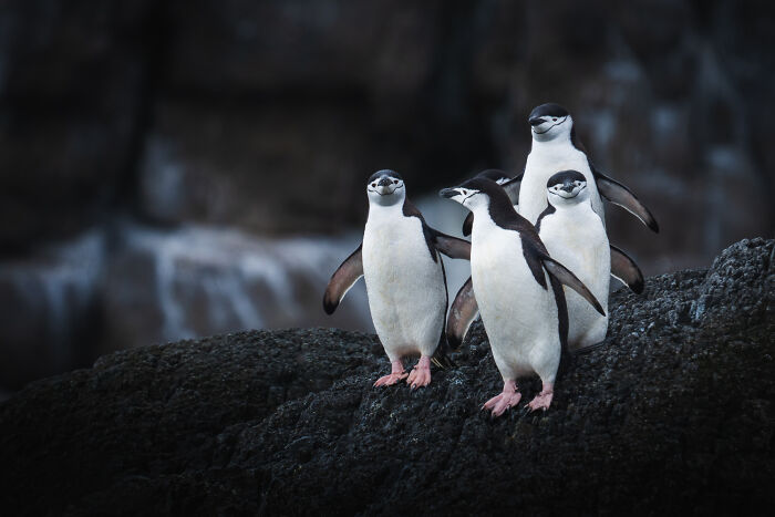 Four penguins standing on a rocky surface with playful expressions, showcasing animals that didn’t mean to be funny.