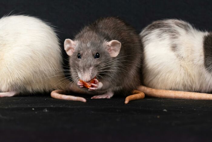 Three lab rats on a black surface, with the center rat eating, illustrating psychology experiments with animals.