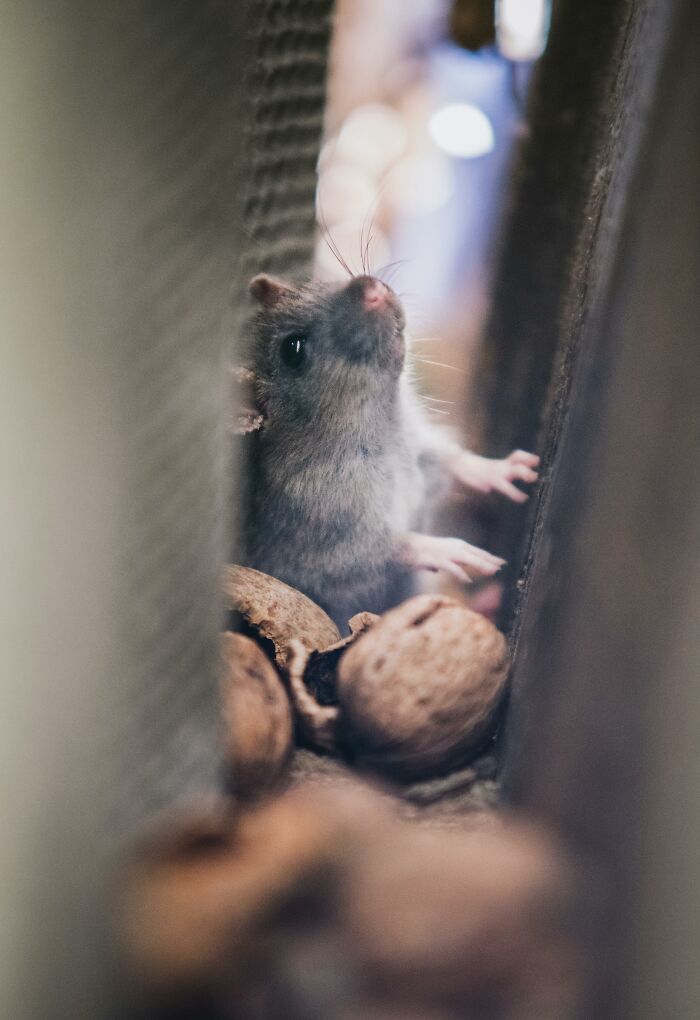 Close-up of a rat among walnuts illustrating psychology experiments related to behavior and learning studies.