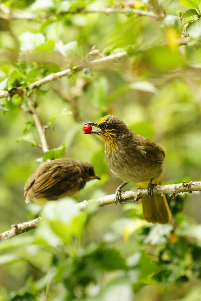 Two small birds perched on a leafy branch, one holding a red berry, nature survival tips concept.