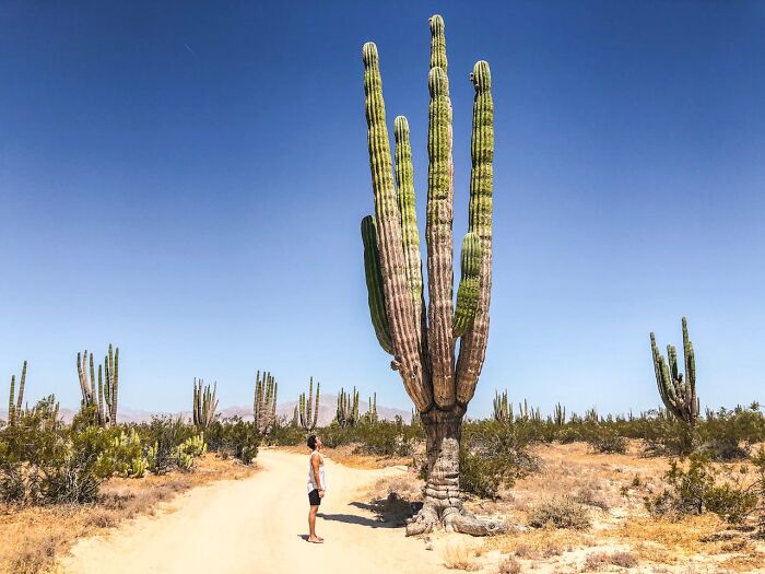 Person standing near a large cactus in a desert landscape, illustrating survival tips for harsh environments.