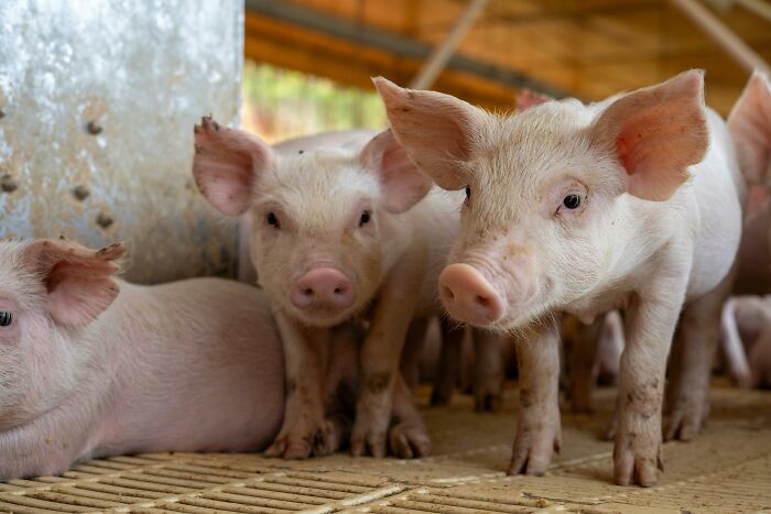 Young pigs in a barn, illustrating an unusual scene related to people who deal with dead bodies uncovering weird details.
