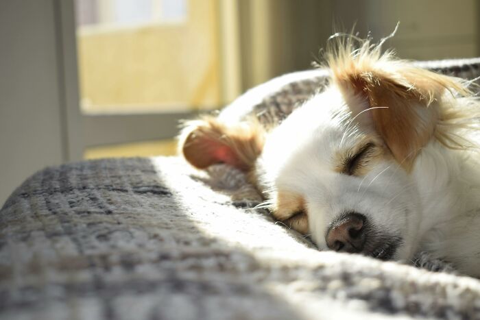 Sleeping dog resting on a cozy bed in sunlight, evoking calm and comfort amid harmless lies parents told. - 23