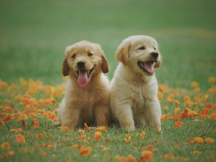 Two happy golden retriever puppies sitting on grass with orange flowers, symbolizing people share things that improved life. - 6