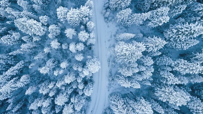 Snow-covered forest with a winding path through trees captured from above in a serene winter landscape for pickup lines.