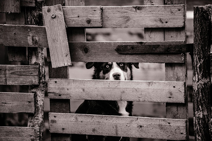 Dog peeking through rustic wooden fence, capturing a quiet moment of neighbor tales in a peaceful woods setting.