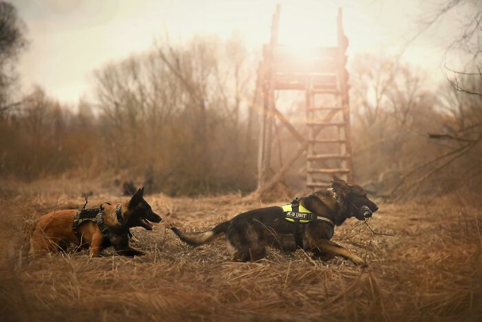 Two K-9 unit dogs running through a dry grassy field near a wooden lookout in outdoor science research.