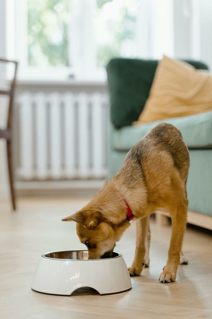 Small dog in red collar eating from a white bowl in a living room illustrating toxic friendship metaphor. - 9