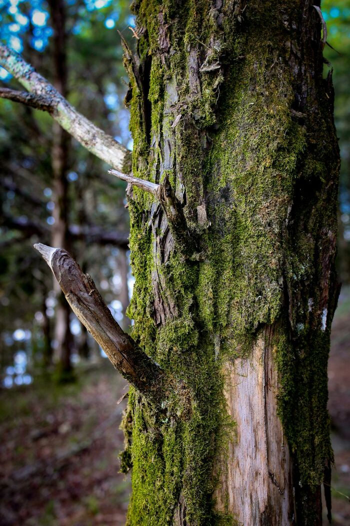 Close-up of moss-covered tree bark in a forest with branches, illustrating survival tips in natural outdoor settings.