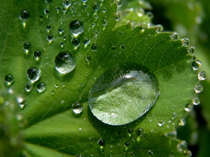 Close-up view of water droplets resting on the textured surface of a green leaf, showcasing everyday objects details. Close-up view of water droplets resting on the textured surface of a green leaf, showcasing everyday objects details.