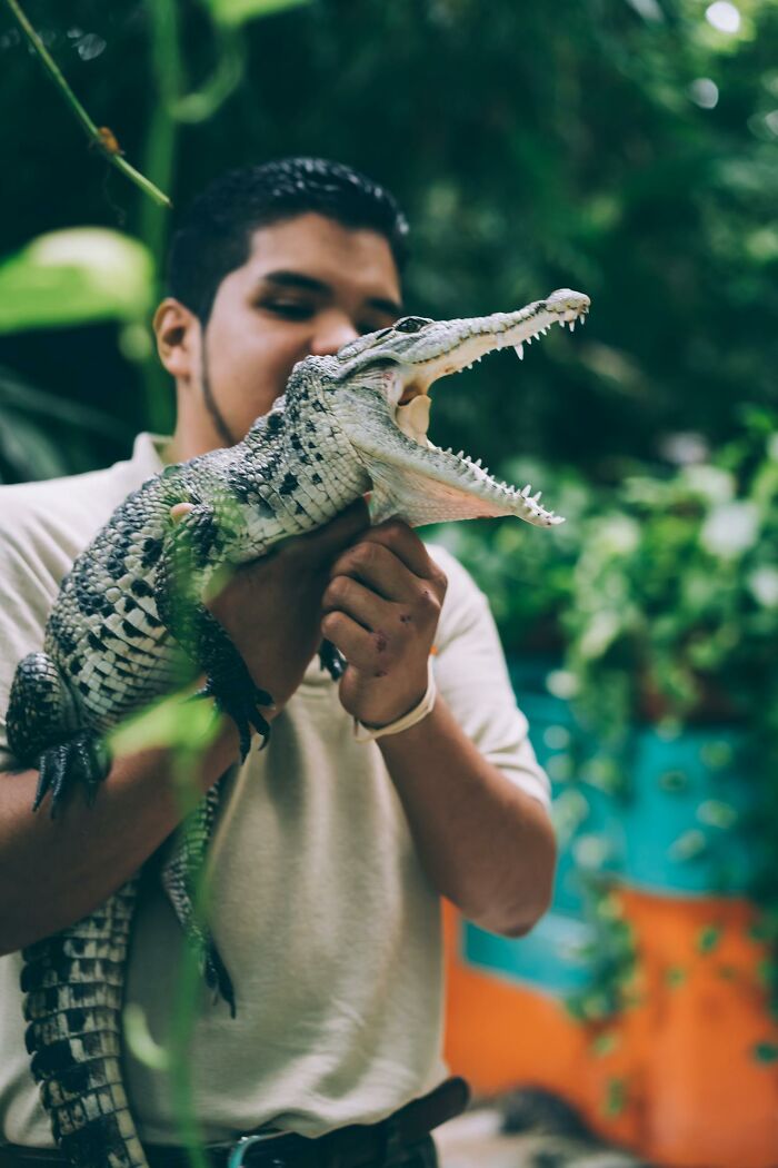 Man holding an open-mouthed crocodile in a green outdoor setting illustrating survival tips that won’t help.