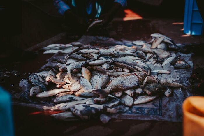 Pile of fresh fish on a market table, illustrating bizarre facts shared about countries around the world.