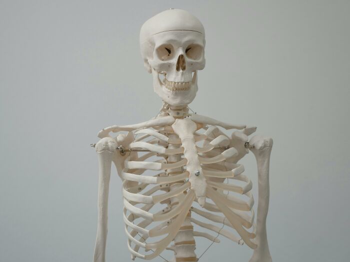 Human skeleton model used by scientists to share knowledge and study bodies donated for science purposes