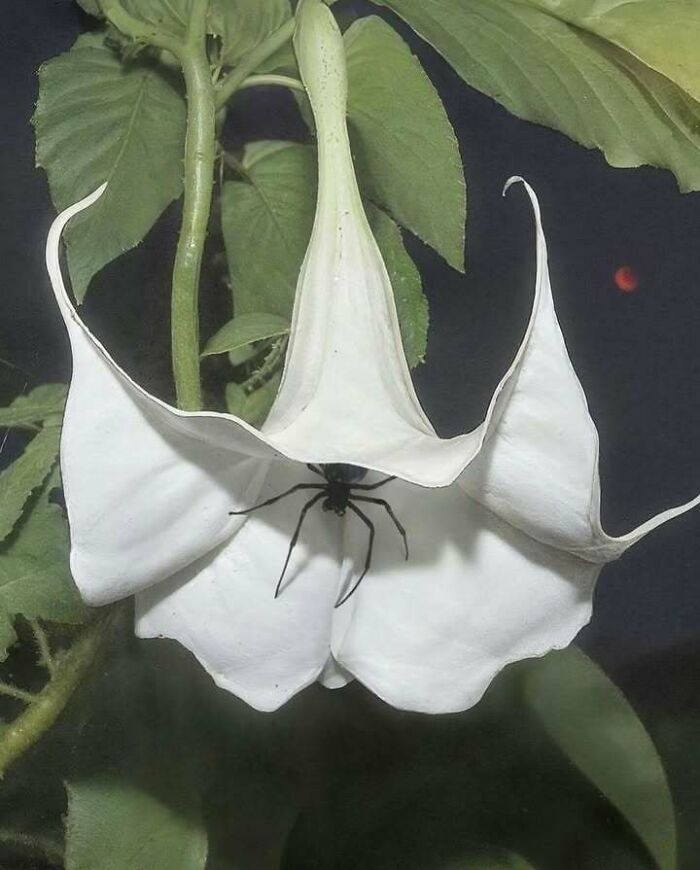 Black spider hiding under a white flower at night, blending trash and culture in a chaotic natural scene.