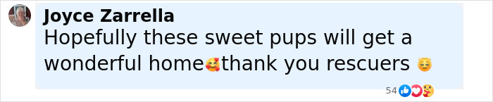 Comment from Joyce Zarrella expressing hope for the rescue and home of two puppies saved by a maintenance guy.