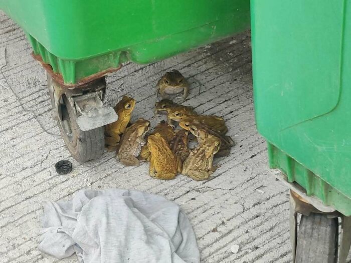 Group of frogs gathered under a green trash bin wheel near a discarded gray shirt on concrete ground.