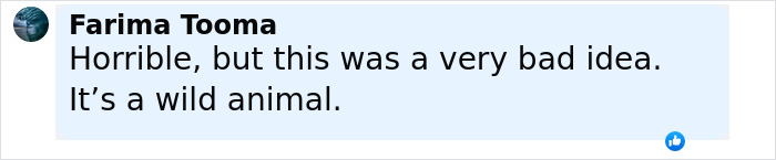 Comment text about bear dragging tourist off cliff after ignoring warnings to snap selfie with cub, emphasizing wild animal dangers.