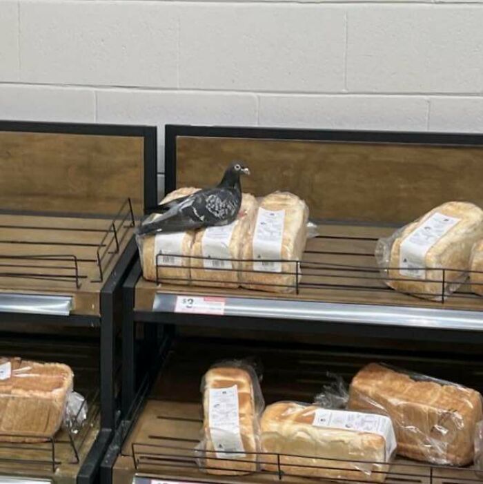 Pigeon perched on packaged bread in a store, blending trash and culture in a chaotic and humorous scene.