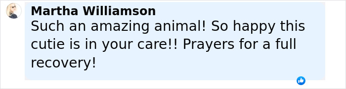 Comment from Martha Williamson expressing happiness and prayers for the recovery of a rescued baby beaver.